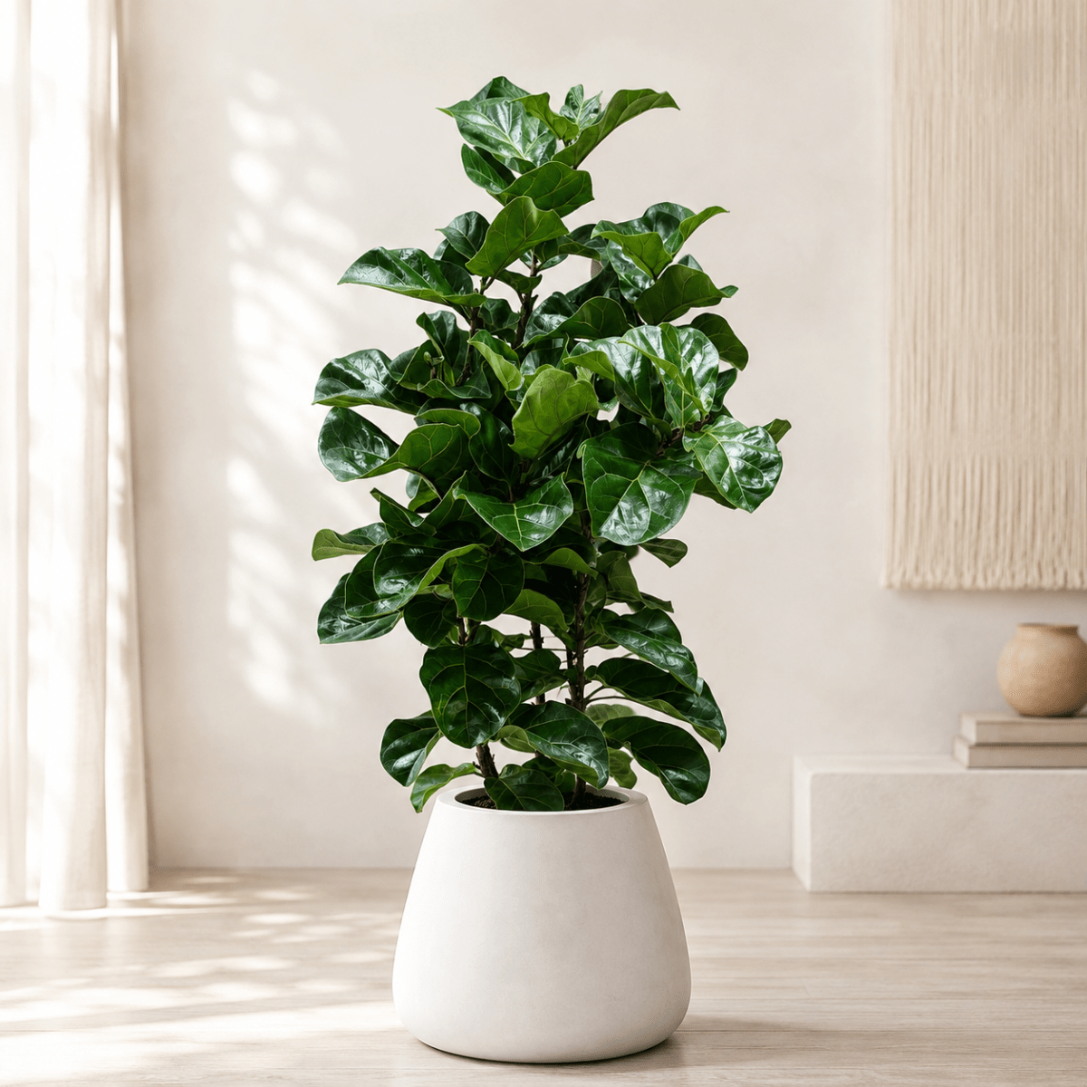 Ficus Lyrata1