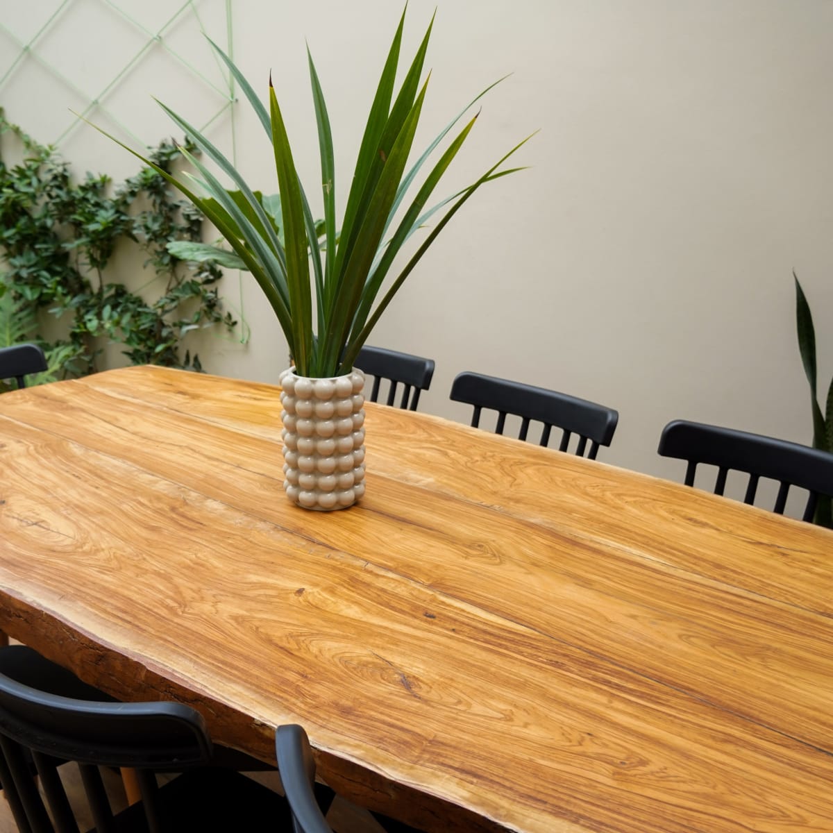Mesa Comedor Olivo4
