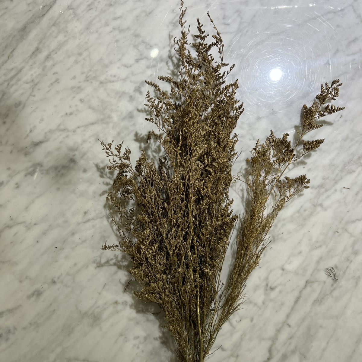 Flor de Caspia4