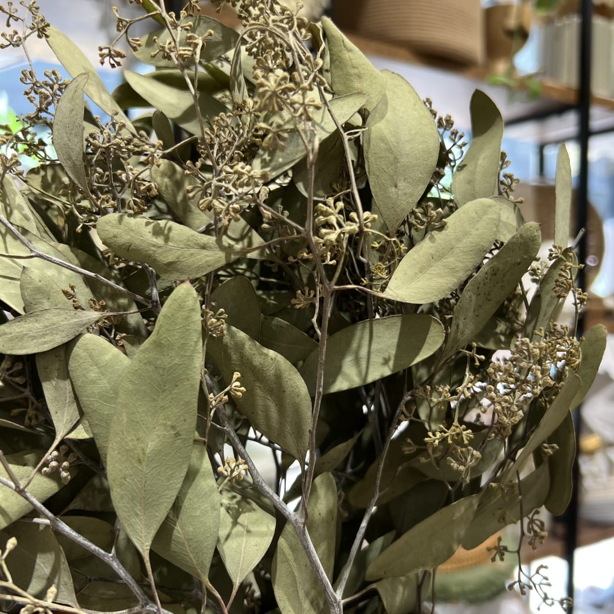 Flor Eucaliptus Mix3