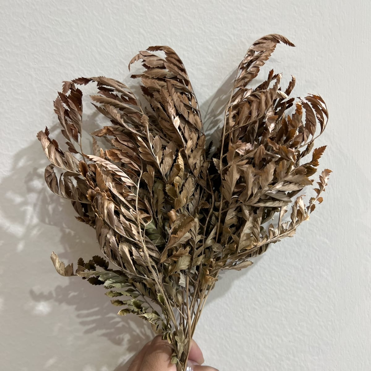 Flor de Arce2