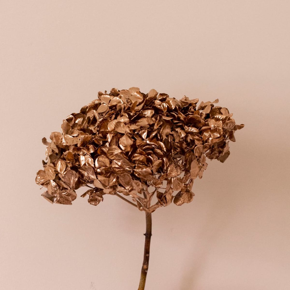 Hortensia Gold2