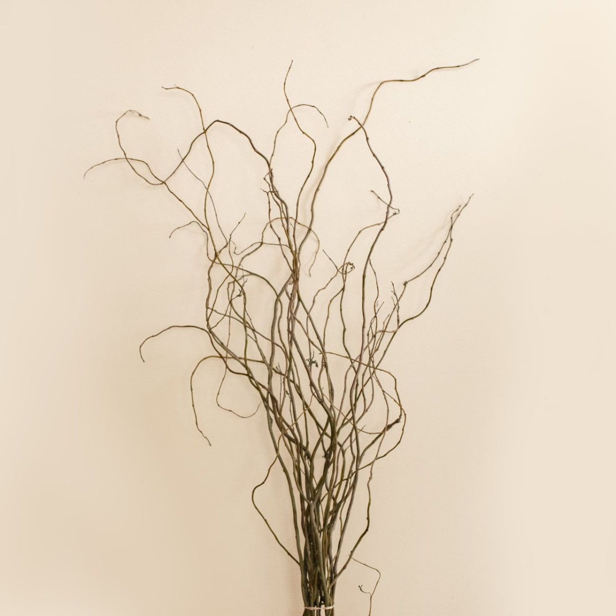 Salis1