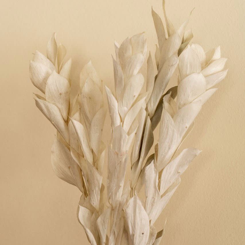 Ruscus Blanqueado1