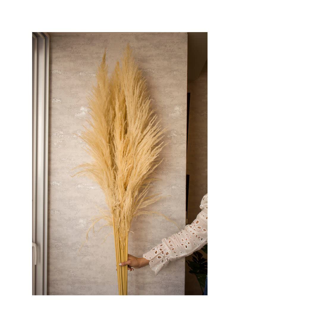 Pampas Medium3