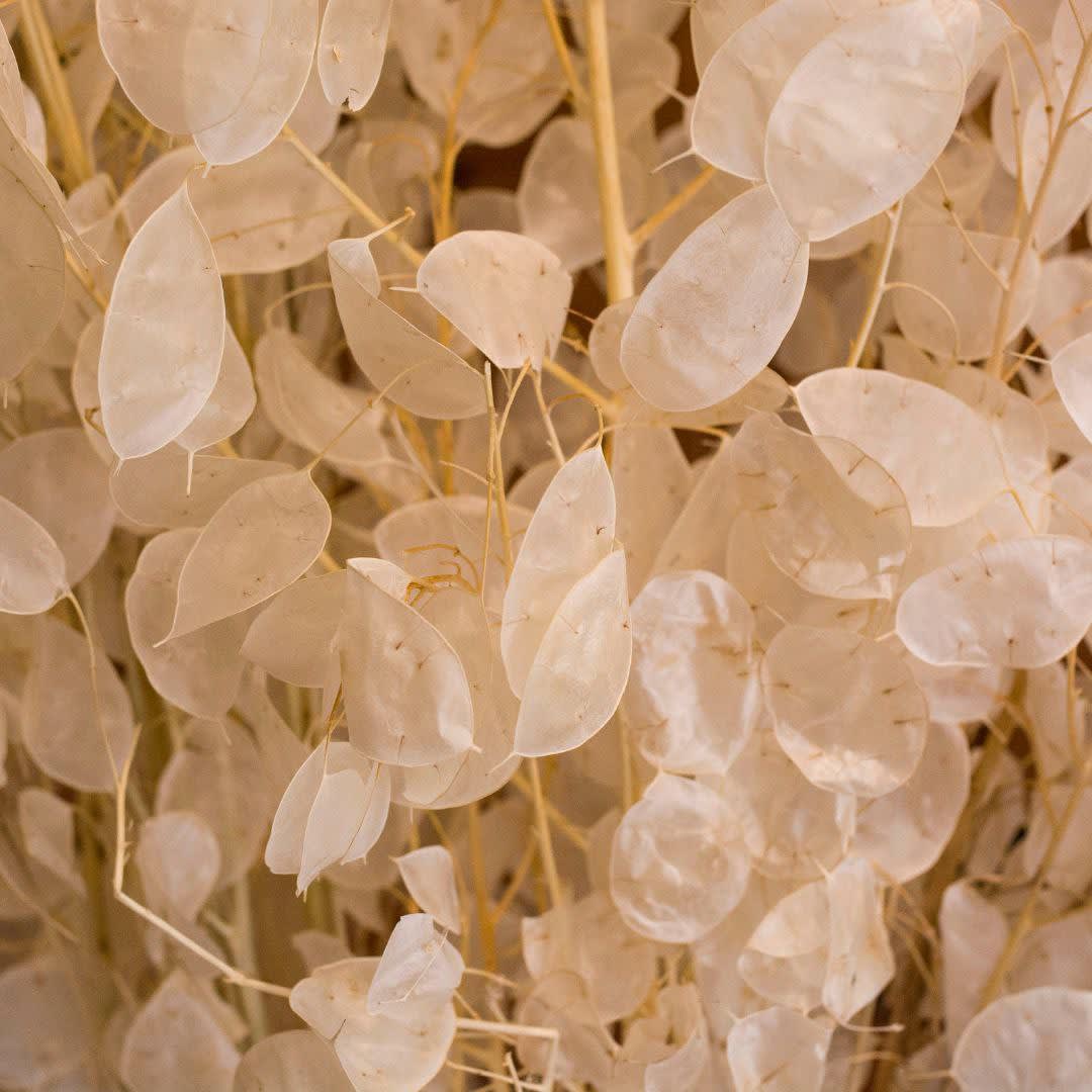 Lunaria Natural4