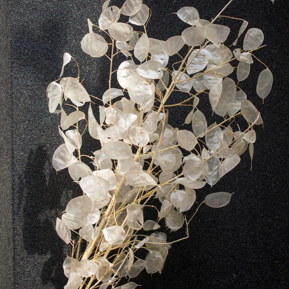 Lunaria Natural2