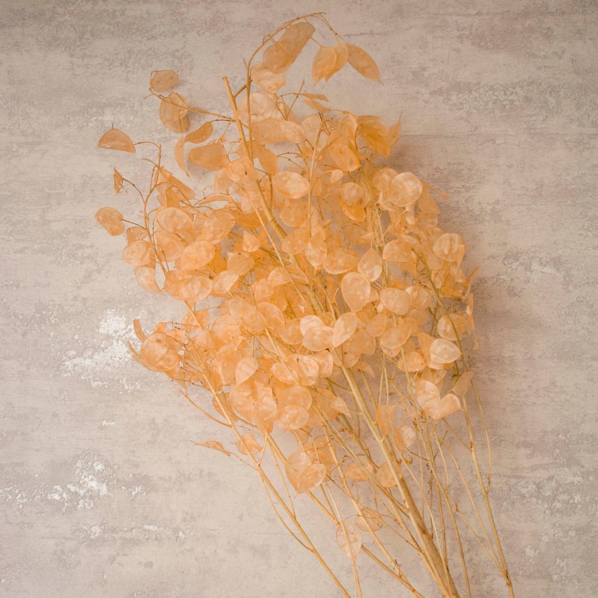 Lunaria Melón1