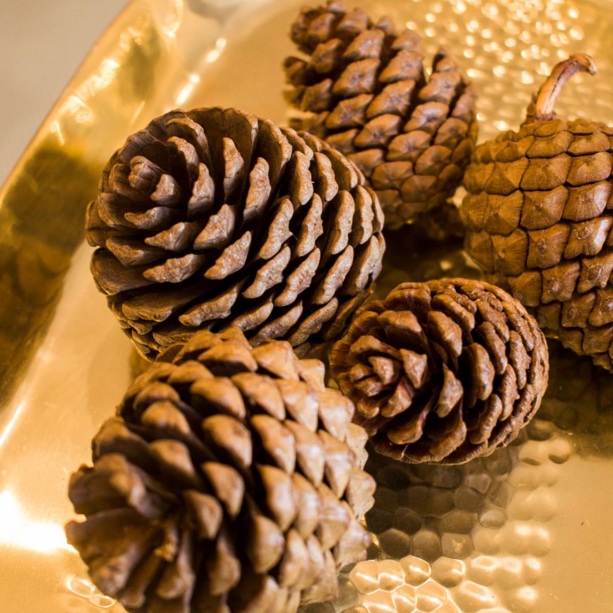 Piñas Naturales Medianas2