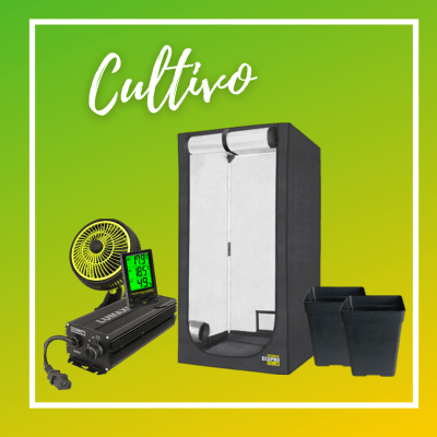 cultivo