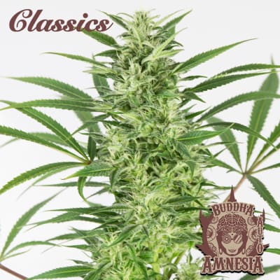 AMNESIA CLASSIC 3SEMILLAS