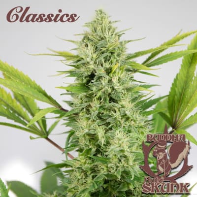 SKUNK CLASSIC 3 SEMILLAS