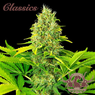 WHITE WIDOW CLASSIC 3 SEMILLAS