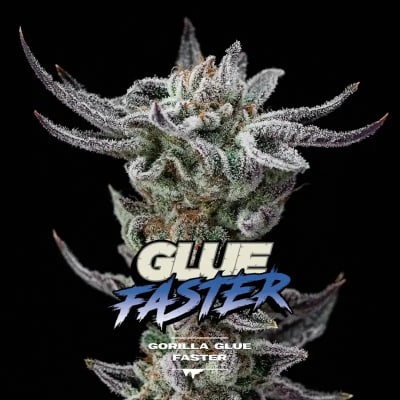 GORILLA GLUE GK