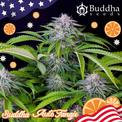 TANGIE 3SEMILLAS