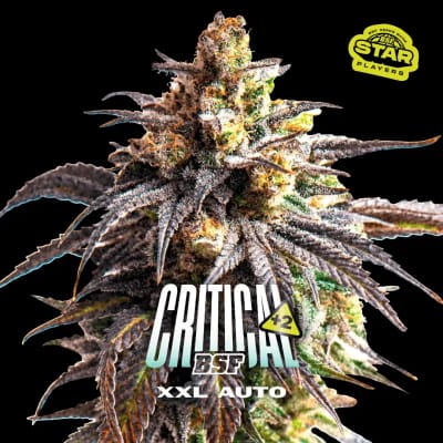 CRITICAL +2 XXL