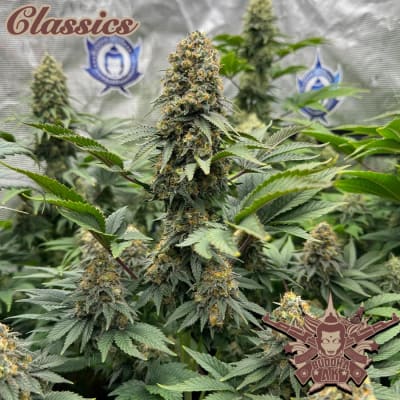 AK CLASSIC 3SEMILLAS