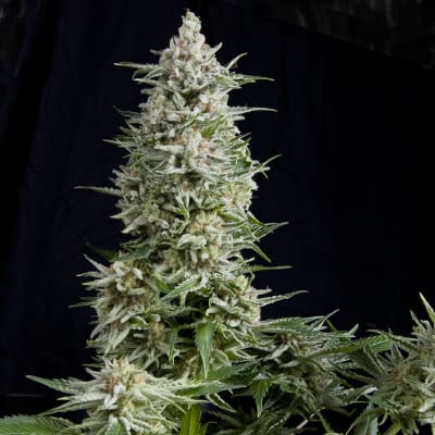 AUTO AMNESIA GOLD