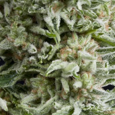 AUTO AMNESIA GOLD