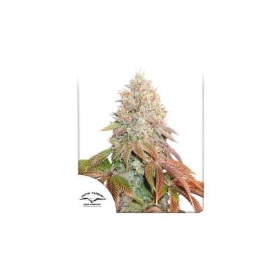 AUTO BANANA BLAZE 3 SEMILLAS