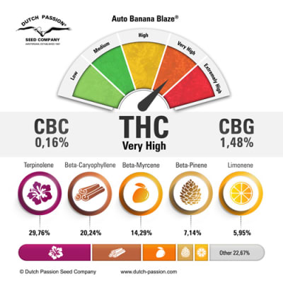 AUTO BANANA BLAZE 3 SEMILLAS