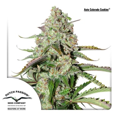 AUTO COLORADO COOKIES 3 SEMILLAS