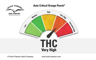 AUTO CRITICAL ORANGE PUNCH 3 SEMILLAS