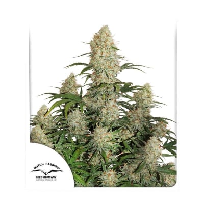 AUTO CRITICAL ORANGE PUNCH 3 SEMILLAS