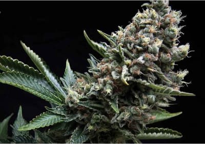 AUTO NEFERTITI