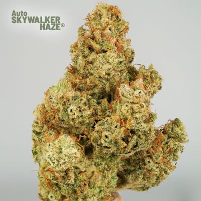SKYWALKER HAZE