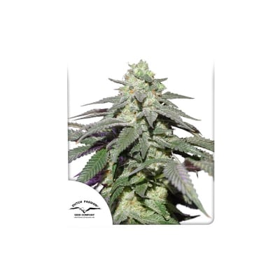 SKYWALKER HAZE