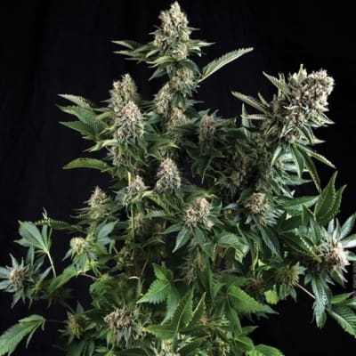 AUTO WHITE WIDOW PYRAMID SEEDS