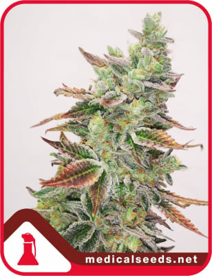 BANANA PURP 3 SEMILLAS
