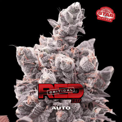 RED CRITICAL XXL