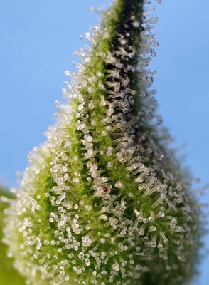 AUTO BRUCE BANNER 3 SEMILLAS
