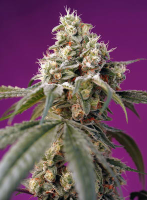 AUTO BRUCE BANNER 3 SEMILLAS