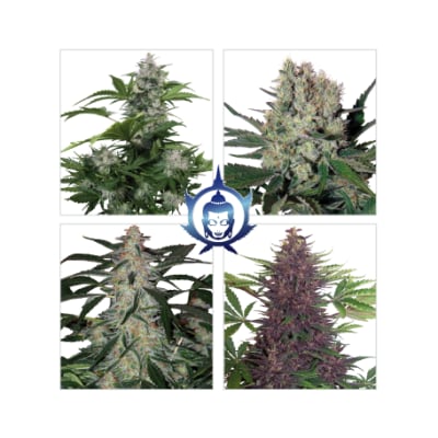 ASSORTED MIX 10 SEMILLAS