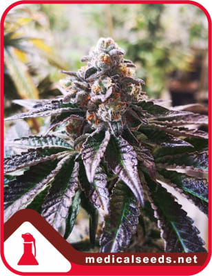COOKIES PURPLE PUNCH 3 SEMILLAS
