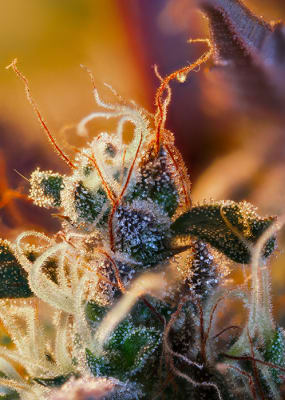 CREAM MANDARINE XL AUTO 3+1
