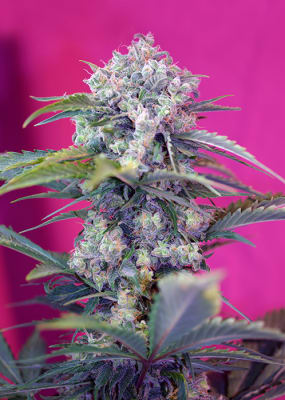 CREAM MANDARINE AUTO 3+1