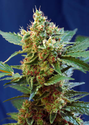 CREAM MANDARINE XL AUTO 3+1