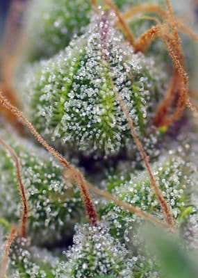 CRYSTAL CANDY 3+1