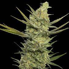 GIPSY HAZE 3 SEMILLAS
