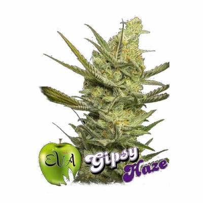 GIPSY HAZE 3 SEMILLAS