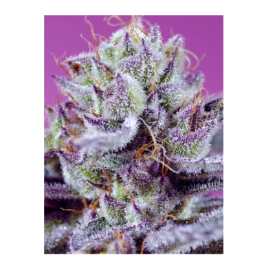 DIABLOS DELIGHT XL AUTO 3SEMILLAS