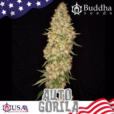 BUDH AUTO GORILLA