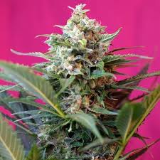 BIG DEVIL XL AUTO 3SEMILLAS