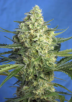 JACK 47 XL 3 SEMILLAS