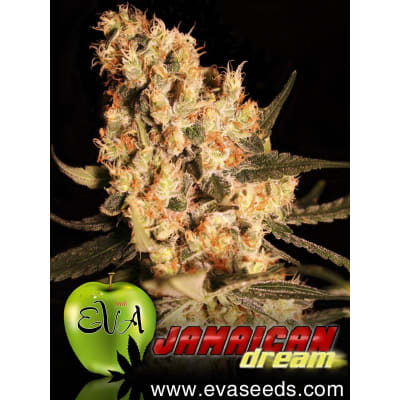 JAMAICAN DREAM 3 SEMILLAS