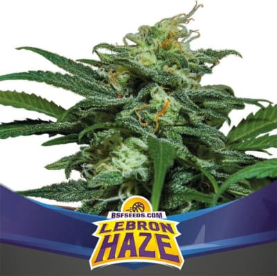 LEBRON HAZE XXL